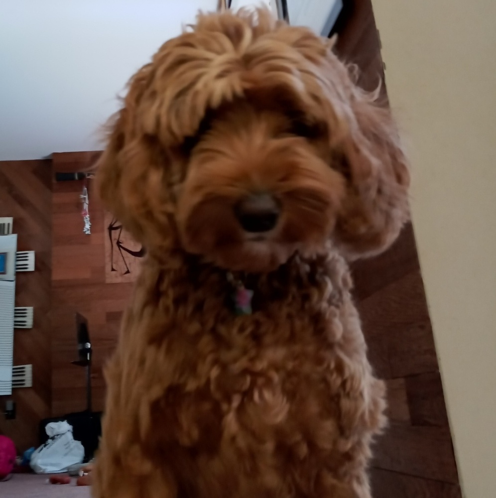 Meet your Posher, Sophie
